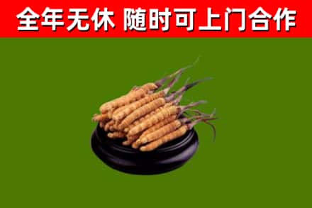 秦皇岛市回收冬虫夏草