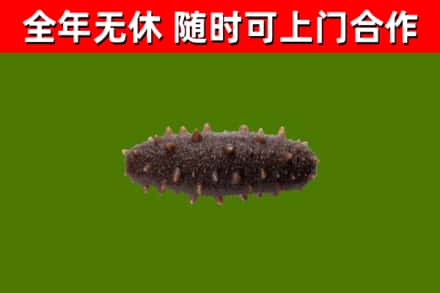 秦皇岛市回收海参干